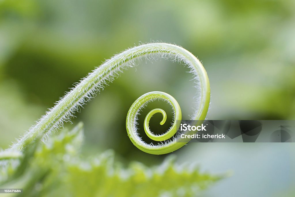 Młody, zielony lucerny w formie spirali - Zbiór zdjęć royalty-free (Zwinięty - Opis fizyczny)