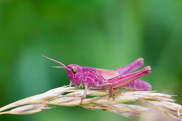 Pink Grasshopper perched on a grass stem closeup