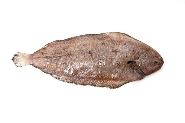 sogliola pesce isolared su sfondo bianco. - full length indoors food nobody foto e immagini stock