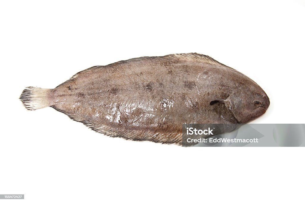 서대 고기잡이 Isolared 흰색 배경 서대에 대한 스톡 사진 및 기타 이미지 - 서대, 컷아웃, 신선함 - iStock