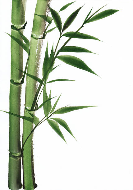 Watercolor painting of bamboo Original art, watercolor painting of bamboo, Asian style painting chinese culture paintings bush painting stock illustrations