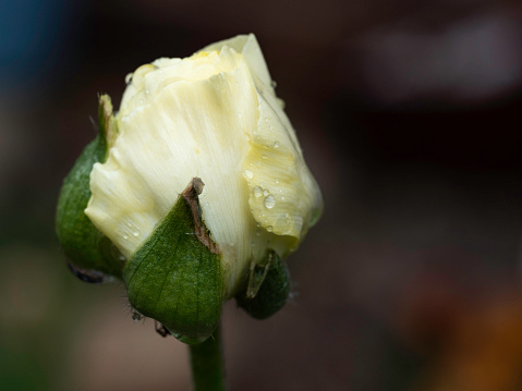Rain drops on yellow rose bud