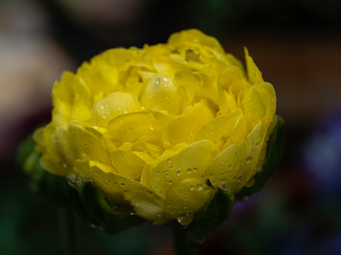 Close up of rain drops on yellow Ranunculus