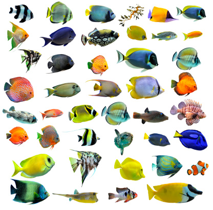 Variedad de coloridos peces sobre un fondo blanco photo