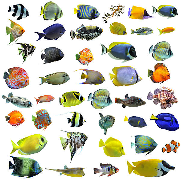 ความหลากหลายของปลาที่มีสีสันบนพื้นหลังสีขาว - ปลากะรังจิ๋ว ปลาเขตร้อน ภาพสต็อก ภาพถ่ายและรูปภาพปลอดค่าลิขสิทธิ์