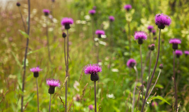 istock Wildflowers with  thistles. 155475631