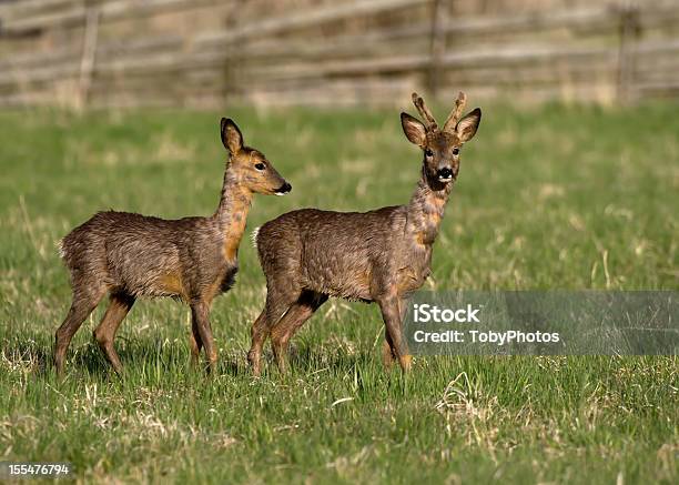 Corça, capreolus capreolus, corça fêmea na primavera em pé em um prado.