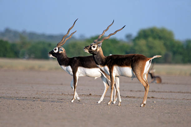 männliche antelope posieren - hirschziegenantilope stock-fotos und bilder