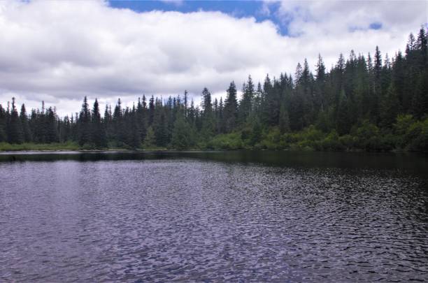 View of pine forest across a clear lake surface