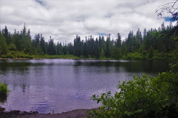 istock View of pine forest across a clear lake surface 1554777039