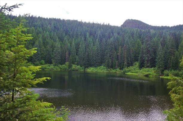 istock View of pine forest across a clear lake surface 1554778103