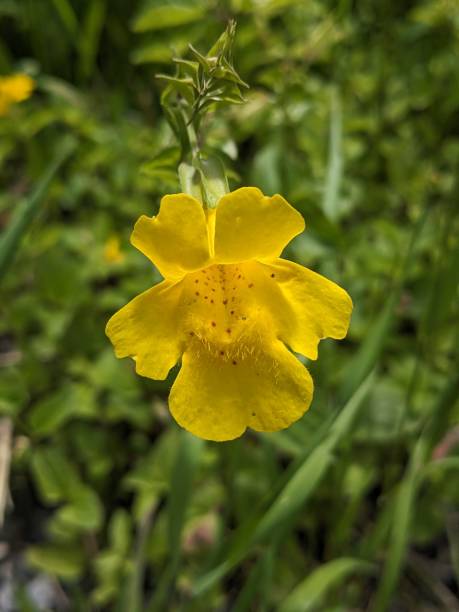 istock Close up of a single yellow wildflower blossom 1554779199