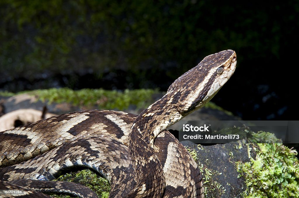 Snake - Lizenzfrei Fotografie Stock-Foto