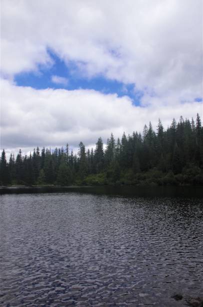 istock View of pine forest across a clear lake surface 1554784023