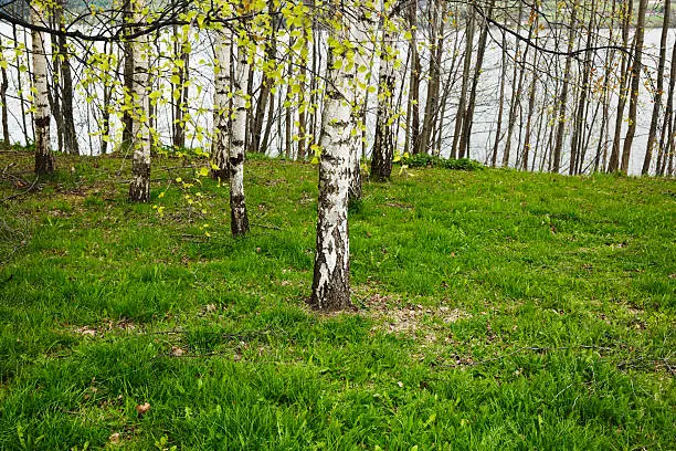 Norwegian birch trees and green lawn.