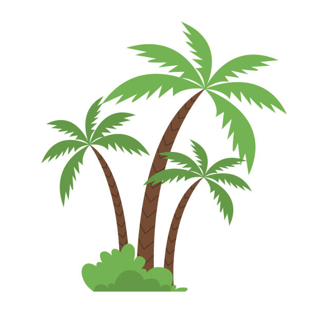Coconut palm trees with grass. Cartoon flat illustration isolated on white background. Coconut palm trees with grass. Cartoon flat illustration isolated on white background. desert-oasis stock illustrations