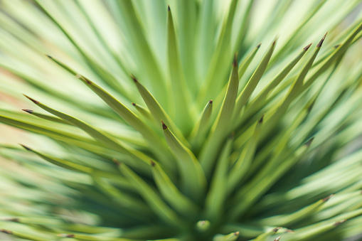 Close up detail and selective focus of green new growth on a Joshua Tree plant