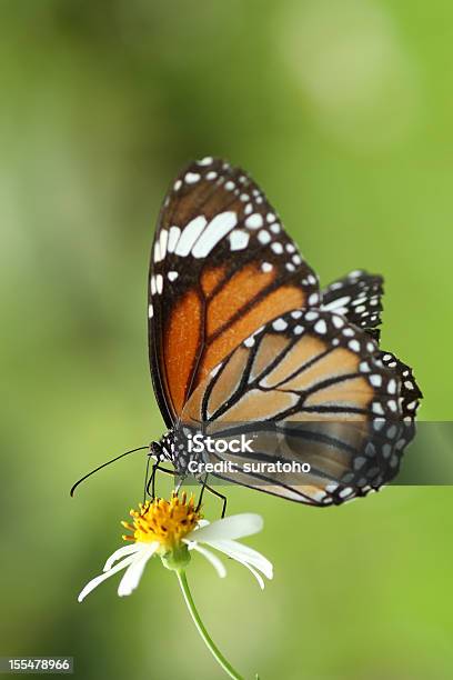 Butterfly - zdjęcia stockowe i więcej obrazów Bez ludzi - Bez ludzi, Czarny kolor, Fotografika