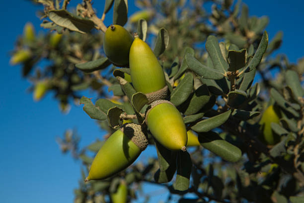 holm acorn - arbol photos et images de collection