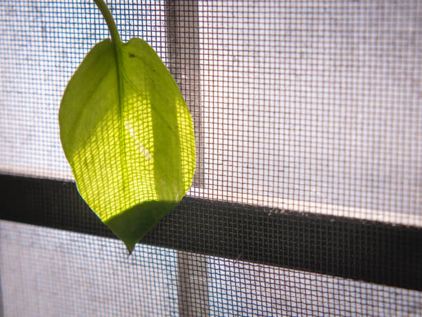 istock Beautiful leaves resist the morning sunlight by the old window. 1554807085