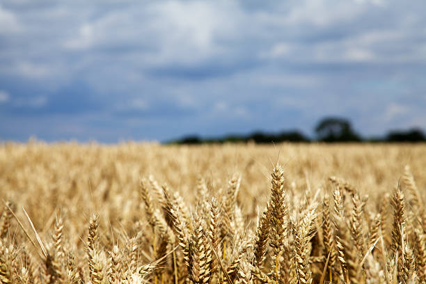 Crop Field stock photo