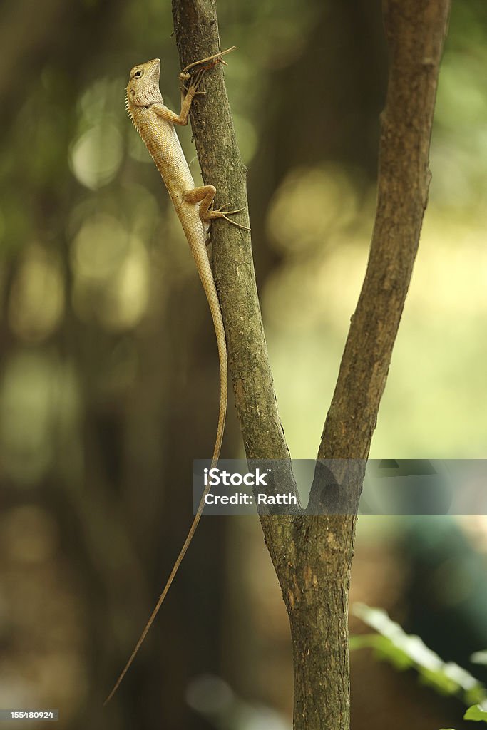 El varano - Foto de stock de Aire libre libre de derechos