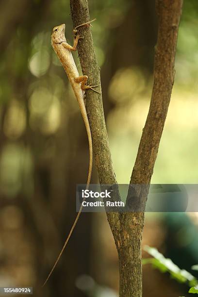 El Varano Foto de stock y más banco de imágenes de Aire libre - Aire libre, Ancho, Animales cazando