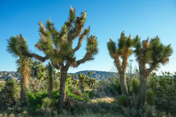 Landscape filled with ancient Joshua Trees against a blue sky in  Joshua Tree National Park