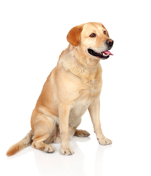 istock Beautiful Labrador retriever adult 155481081