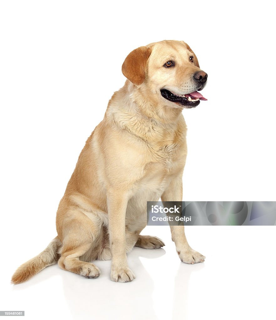 Beautiful Labrador retriever adult Beautiful Labrador retriever adult isolated on white background Adult Stock Photo