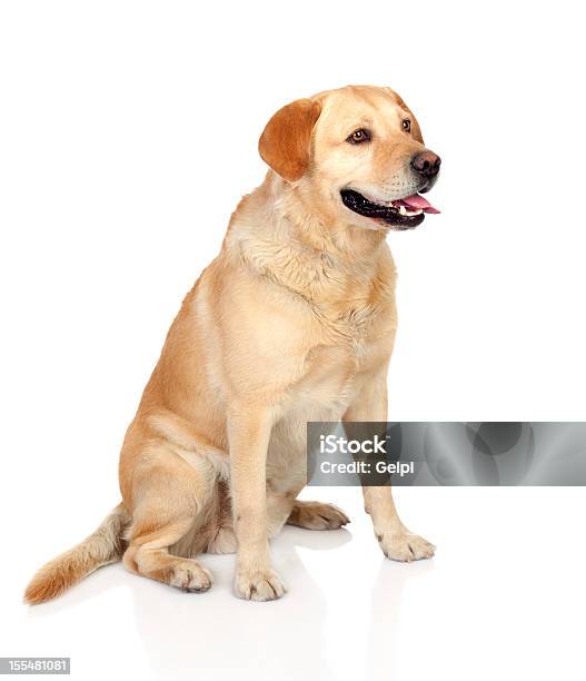 Beautiful Labrador Retriever Adult Stock Photo - Download Image Now - Adult, Animal, Beige