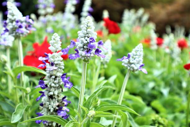 istock Flowers of Butchart Garden 1554828226