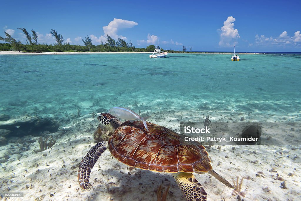 カリブ海の景色、緑海亀 - アオウミガメのロイヤリティフリーストックフォト