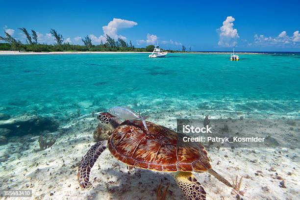 Mar Das Caraíbas Paisagem Com Tartaruga Verde - Fotografias de stock e mais imagens de América Latina - América Latina, Animal, Animal selvagem