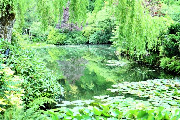 istock Flowers of Butchart Garden 1554834432