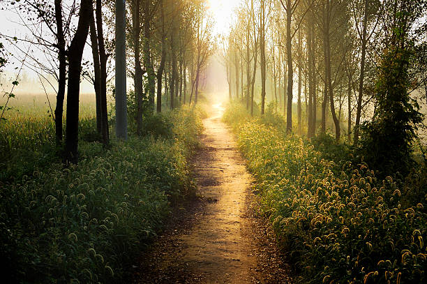 Trail surrounded by trees and fields in the sunset In the morning light, even the most common weeds are plants like Wonderland The same. forest path stock pictures, royalty-free photos & images