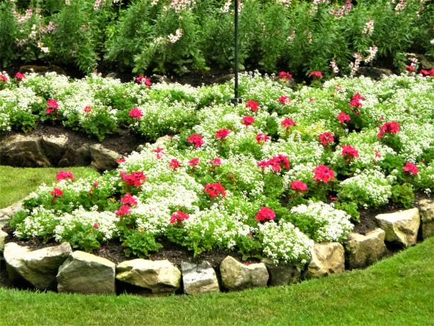 istock Flowers of Butchart Garden 1554840338
