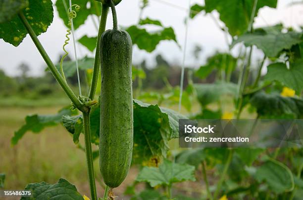 Pepino Planta En La Granja Foto de stock y más banco de imágenes de Flora - Flora, Fotografía - Imágenes, Granja