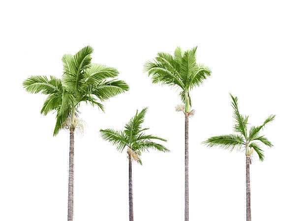 Plam trees on white Plam trees isolated on white background coconut palm tree photos stock pictures, royalty-free photos & images