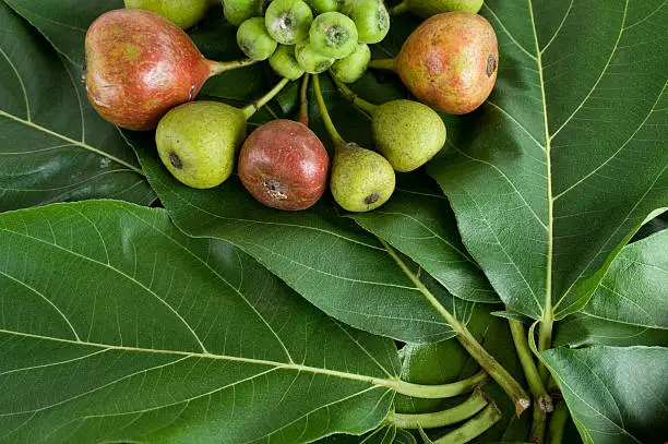 Fig tree,fruit