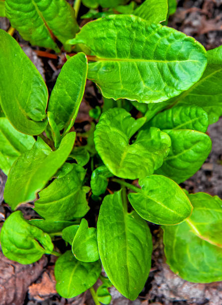 Green fresh sorrel leaves in the garden.