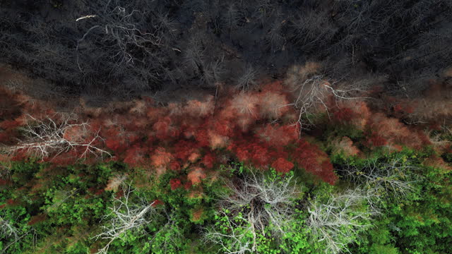Aerial View of Wildfire Damage
