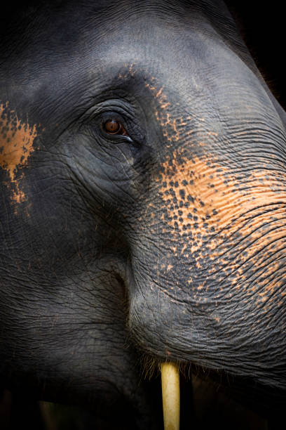 istock Close Up Of Elephant, Dramatic Portrait Animal. 1554883710