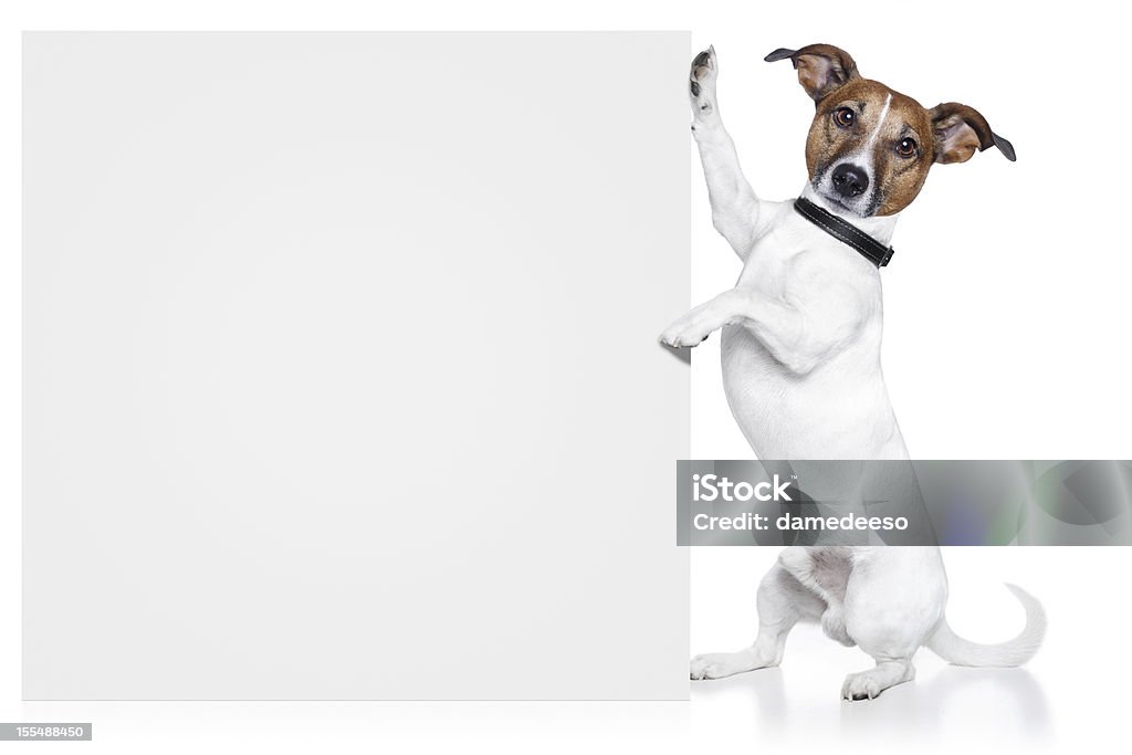 Cão com um banner em branco - Foto de stock de Cão royalty-free