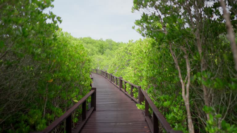 walkway weaves through the lushness of Thailand's enchanting forest.