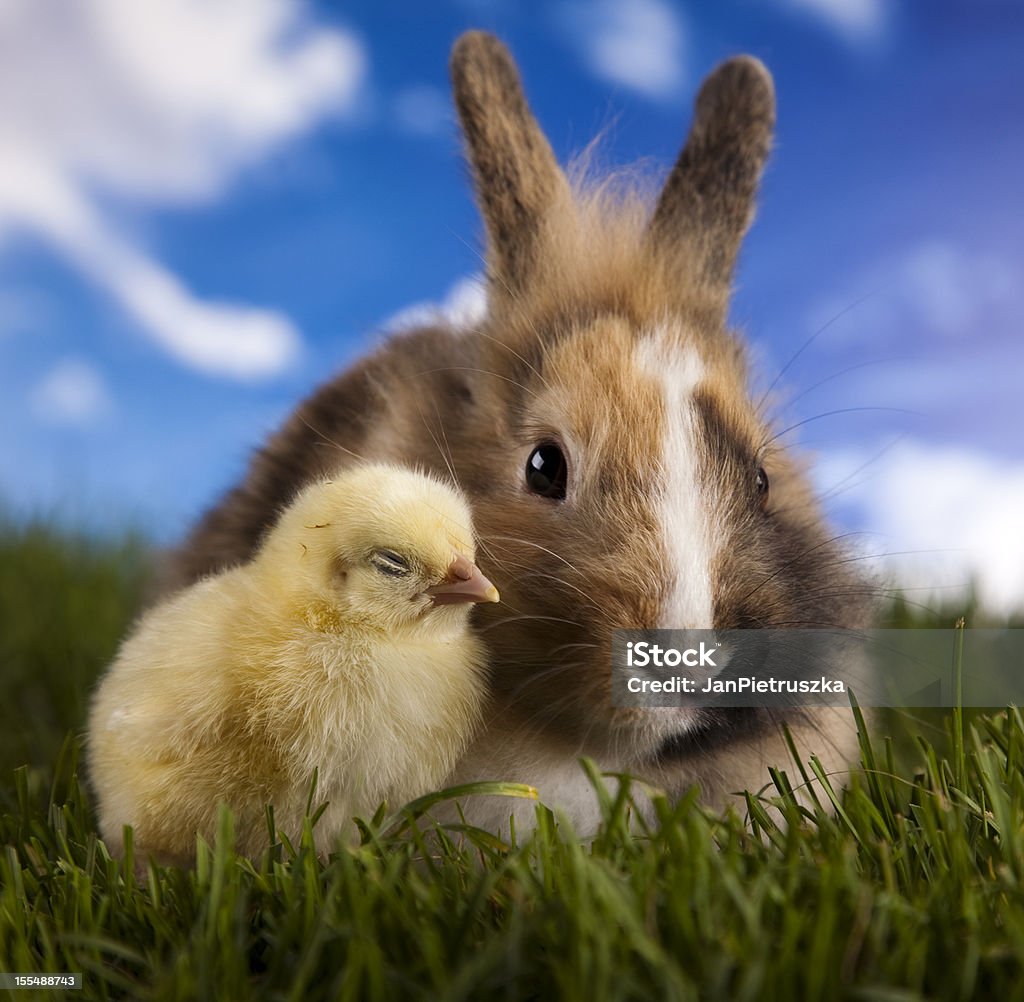 Chick de conejito - Foto de stock de Animal libre de derechos