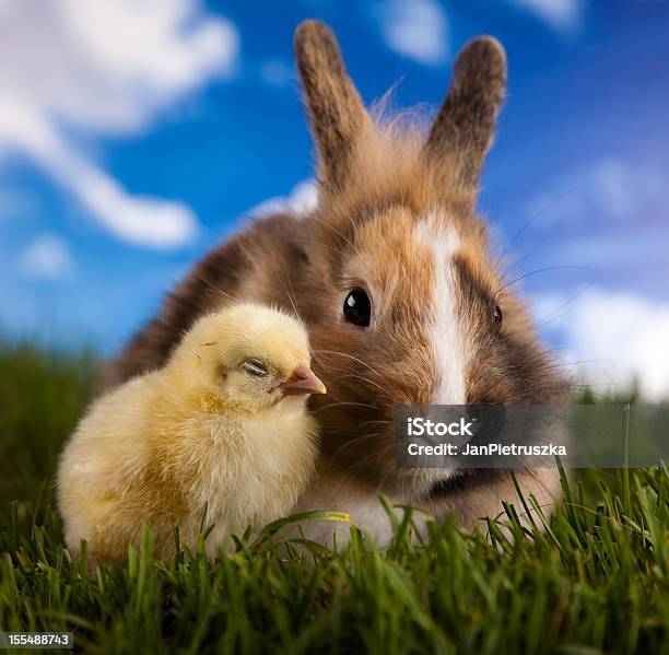 Photo libre de droit de Chick En Bunny banque d'images et plus d'images libres de droit de Animaux de compagnie - Animaux de compagnie, Couleur verte, De petite taille
