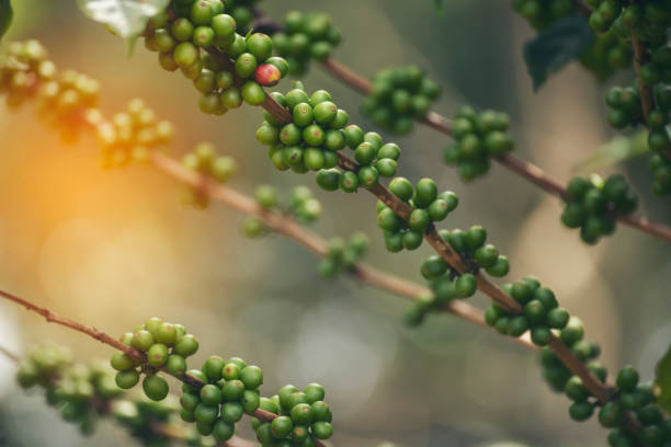 istock Green coffee bean berry plant with sunlight. Fresh raw seed coffee tree growth in eco organic farm morning time. Close up Green seed berries arabica coffee garden. Fresh coffee bean green leaf plant 1554889029