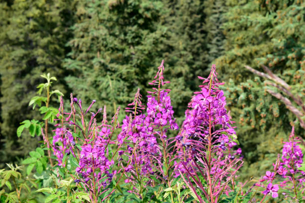 istock Alaska Fireweed - The Beginning of the End 1554893674