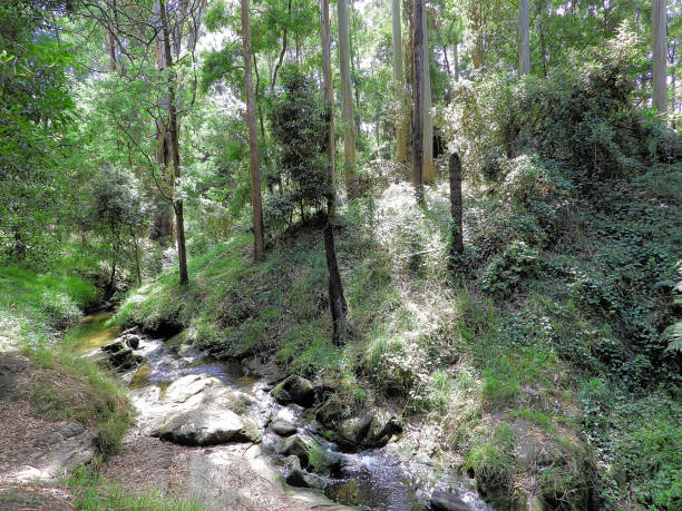istock Kurumburra,  Victoria,  Australia 1554893822